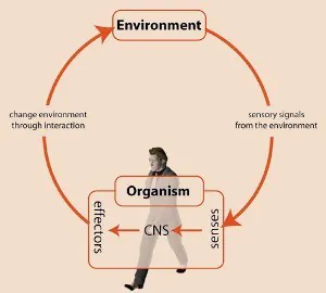 Beitrag_HaavikEffectsofChiropractic