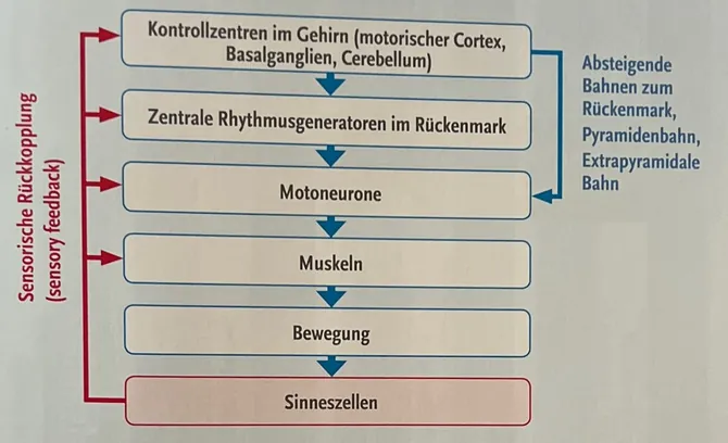 Beitragsbild_Zellen_brauchen_ungestörte_Steuerung